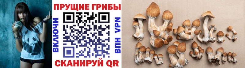 сколько стоит  Красновишерск  Псилоцибиновые грибы прущие грибы 